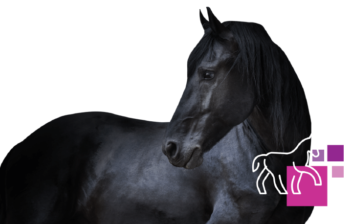 hoeveler equinova pferd bewegungsapparat hoeveler equinova pferd bewegungsapparat